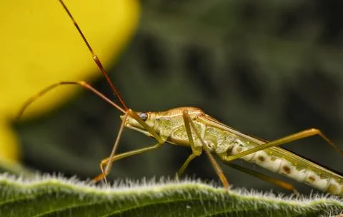 Leptocorisa Stock Photos