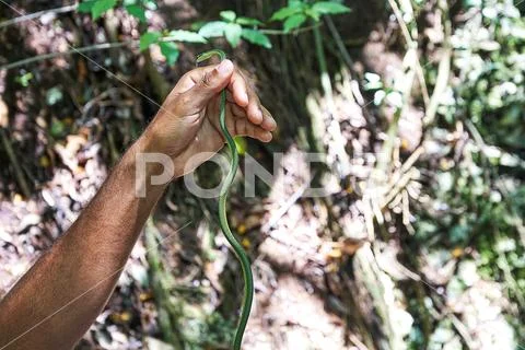 Leptodrymus pulcherrimus, Green-headed Racer or Corredora verde snake. Has gr Stock Photos