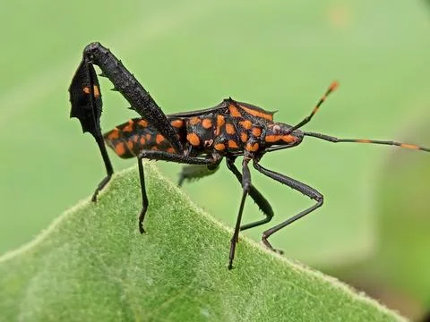 Leptoglossus Stock Photos