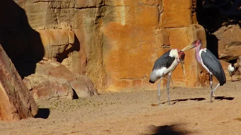 Leptoptilos marabou basking in the sun Stock Footage 233743879