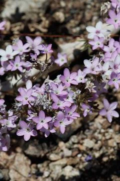 LEPTOSIPHON BREVICULUS BLOOM Stock Photos