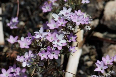 LEPTOSIPHON BREVICULUS BLOOM Stock Photos