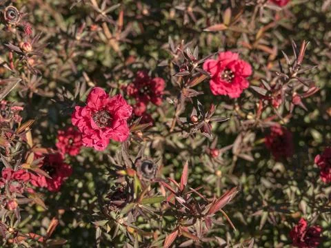 Leptospermum big red tea tree flower close up outdoors Stock Photos