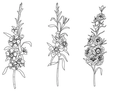Leptospermum flower element 스톡 일러스트