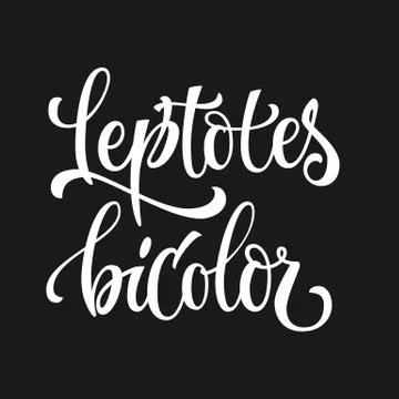 Leptotes bicolor - white colored hand drawn spice label. Stock Illustration