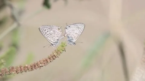 Leptotes pirithous mating Video stock 256768004