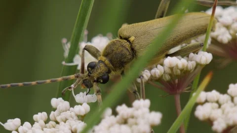 Lepturobosca virens eats the flowers Video stock 280710156