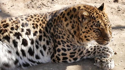 Lerpard licks his front paw. Video stock 127167375