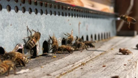 Les abeilles sortent de la ruche au petit matin Stock Footage 137798024