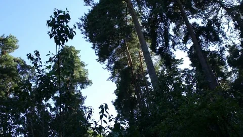 лес Stock Footage 79038542