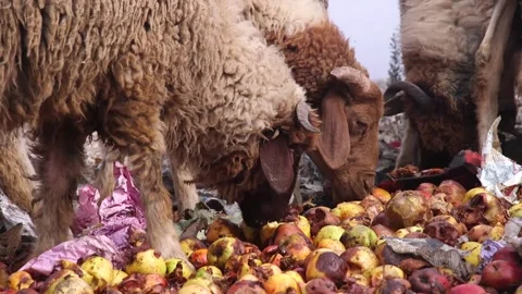 Les moutons mangent les dechets des pommes Stock Footage