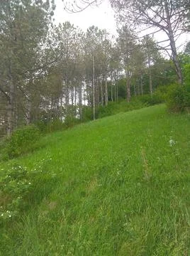 Лес. Stock Photos