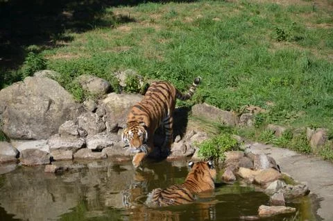 Les Tigres Stock Photos