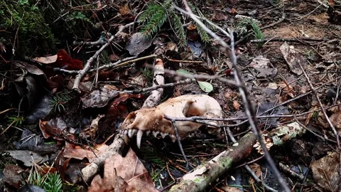 Lesa's skull lying on rotten leaves Stock Footage 210035876