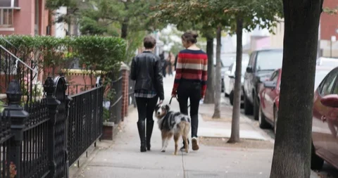 Lesbian couple walk down the sidewalk with their Australian Shepherd dog Stock Footage