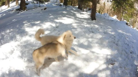 Less active dog attacks a large Stock Footage 50407382