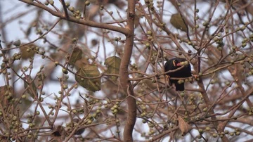 Lessar Hill Mynas Jumping on Branches Stock Footage 85920395