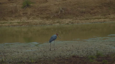 Lesser adjutant is a beautiful bird. Stock Footage 235553860