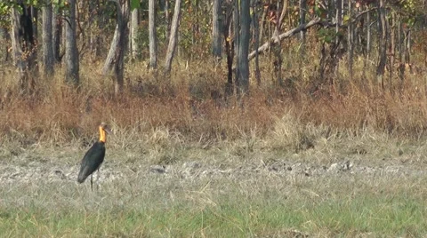 Lesser Adjutant, Cambodia Stock-Footage 64803096