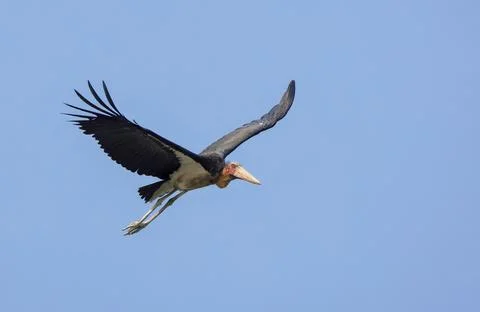 Lesser adjutant in flight Stock Photos