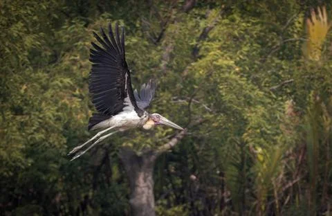 Lesser adjutant in flight. Stock Photos