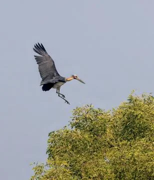 Lesser adjutant in flight Stock Photos
