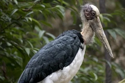 The Lesser Adjutant (Leptoptilos javanicus) Stock Photos