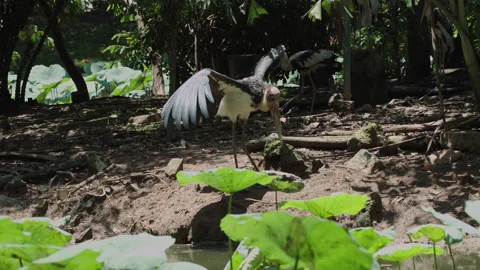 Lesser Adjutant (Leptoptilos javanicus). Saigon Zoo. Vietnam Stock Footage 202055192