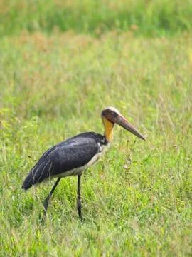 Lesser adjutant Stock Photos