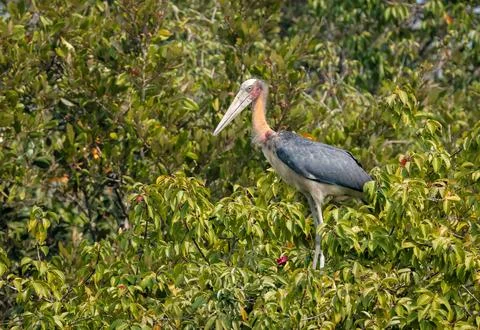 Lesser adjutant Stock Photos