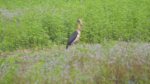 Lesser adjutant stock rotating its head to see the beautiful surroundings Stock Footage 237684615