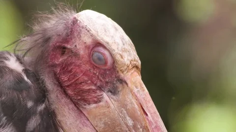 Lesser Adjutant Stork Bird Stock Footage 79498522