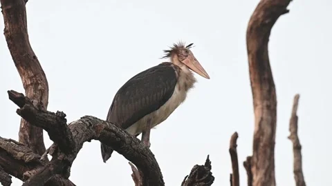 Lesser adjutant stork perched completely still in Bandhavgarh national park Stock Footage 340408711