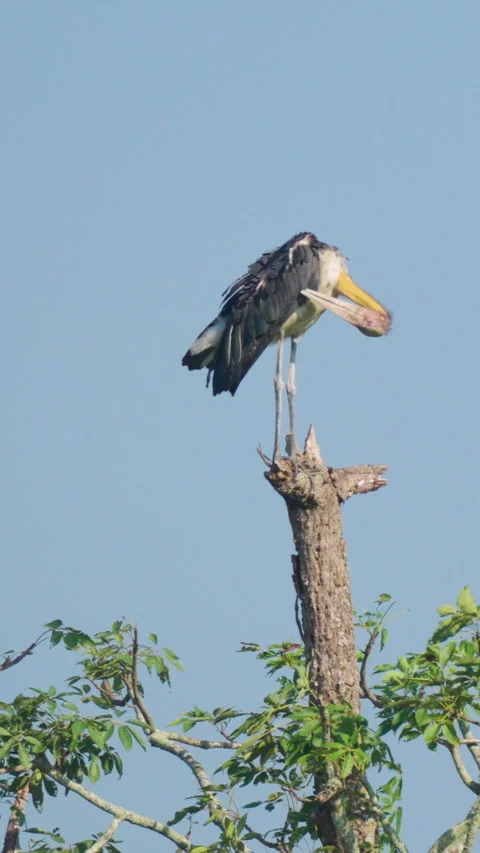 Lesser Adjutant Stork Perched On Tree Top Preening Feathers In India Stock Footage 344237388