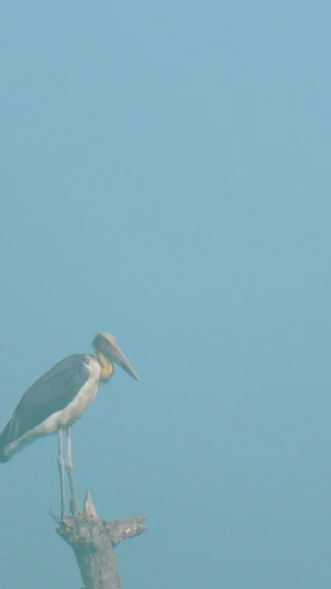 Lesser Adjutant Stork Perched On A Tree Branch In Misty Indian Landscape Stock Footage 344238364