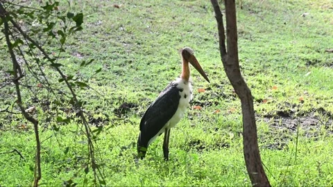 Lesser-adjutant stork standing in the grasslands of Bandhavgarh national park Stock Footage 340408737