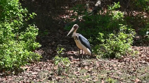 Lesser adjutant stork standing still at Bandhavgarh national park Vídeo Stock 341845619