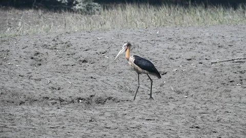 A lesser-adjutant stork walking parallel to the bank in Sundarbans national park Stock Footage 269678073