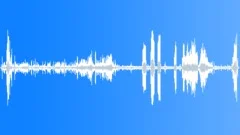 Lesser Bird of ParadiseSound Effect