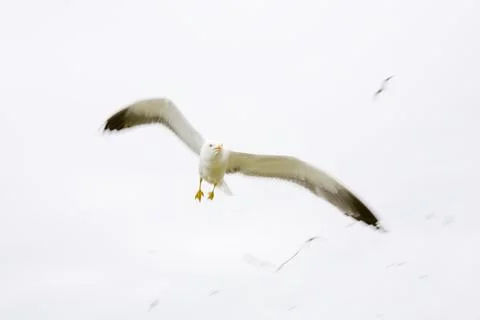 A Lesser Black Backed Gull attacking an intruder near its nest at Europes lar Foto stock