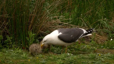 Lesser black backed gull feeding nestlings on fish head Stock Footage 82656591