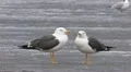 Lesser Black-backed Gull HD Footage