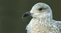 Lesser black-backed Gull HD Footage
