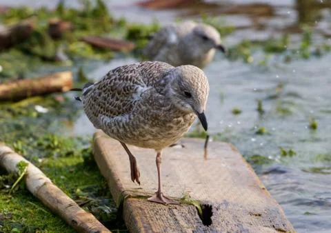 The lesser black-backed gull is going somewhere Stock Photos