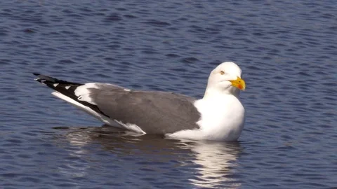 Lesser black backed gull Larus fuscus swimming whilst drinking Stock Footage 82654694