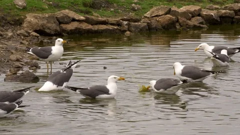 Lesser black backed gull Larus fuscus small flock drinking and bathing Stock Footage 82656533
