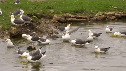 Lesser black backed gull Larus fuscus flock drinking bathing and preening Video stock 82656543