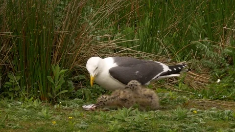 Lesser black backed gull Larus fuscus feeding nestlings on fish head Video stock 82656565