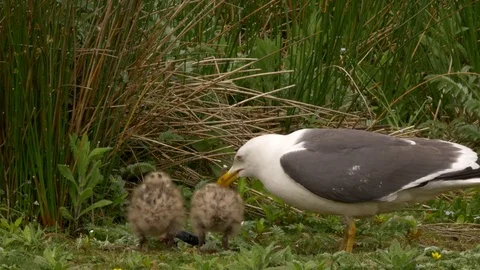 Lesser black backed gull Larus fuscus feeding small fledglings with fish head Video stock 82656630