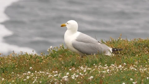 Lesser black backed gull Larus fucus waits to raid Video stock 108057477